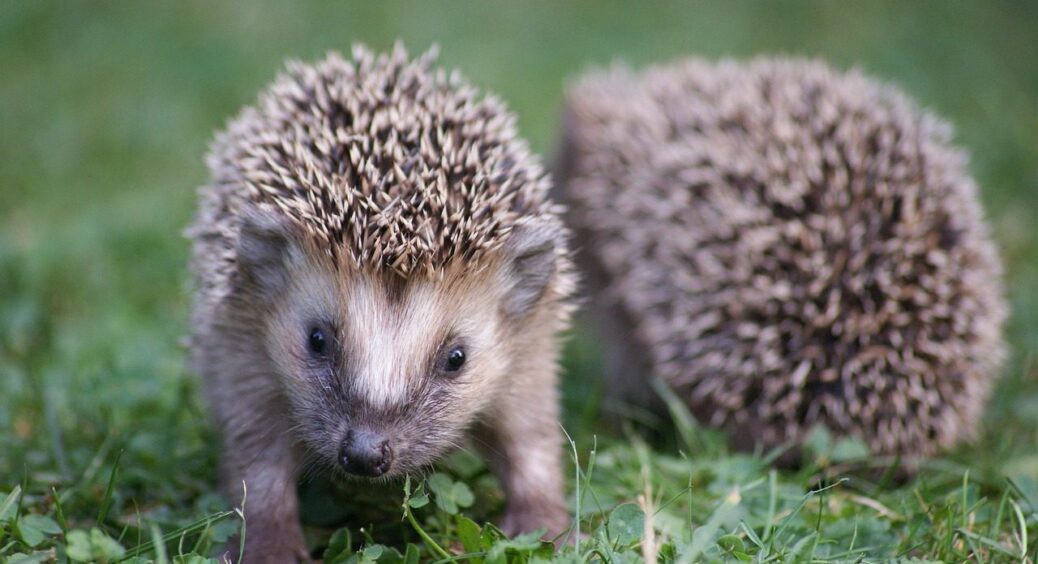 Чому НЕ МОЖНА брати додому їжака із лісу: експерти назвали 3 “Проти” такого рішення 