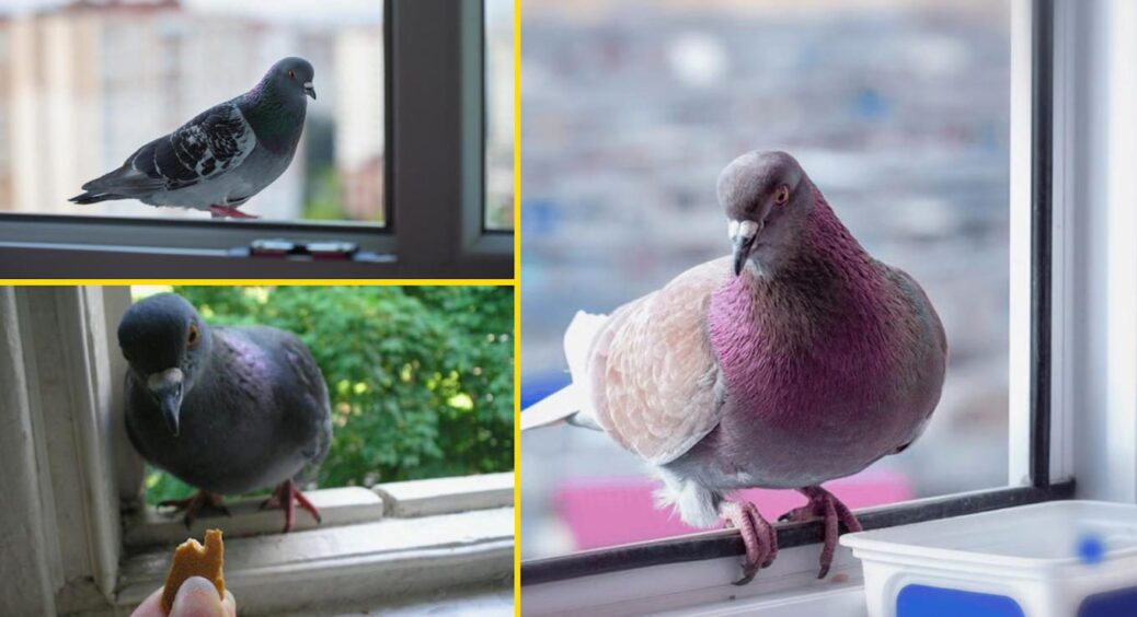 До вікна прилетів голуб: що це означає та до чого готуватися – 2 народні прикмети 