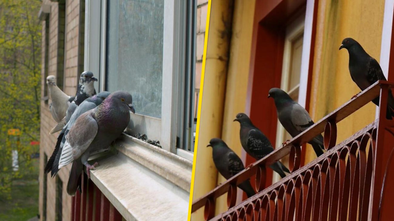 Етнографи пояснили, що означає поява голуба на підвіконні чи балконі