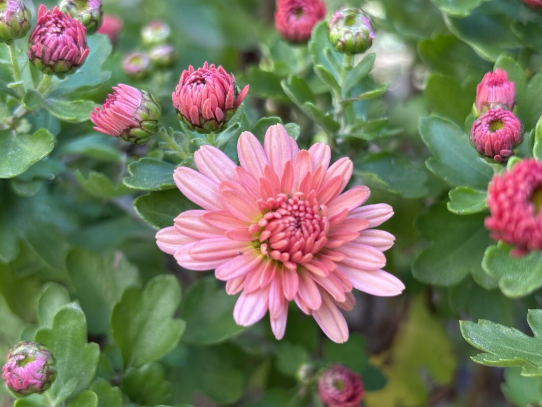 Квітникар розповів, чим накрити хризантеми взимку