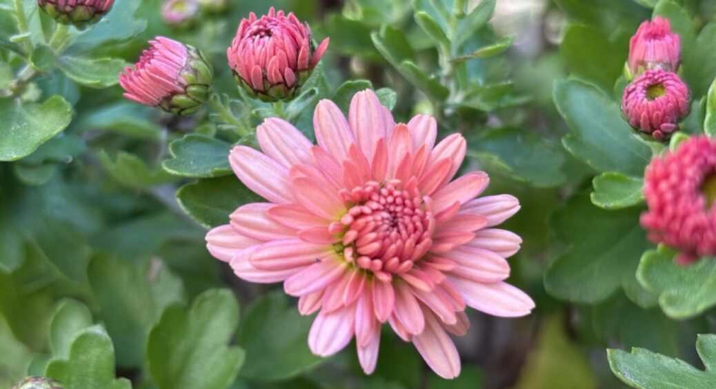 Супер метод укриття хризантем на зиму: спосіб “легше легкого” – в 2026-му зацвіте на всі 200 