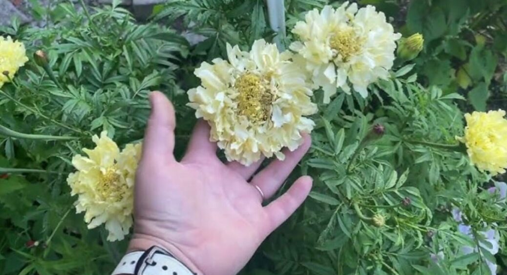 Посадила в зиму – все літо милувалася! Ці кремові кульки не бояться ні спеки, ні холоду 