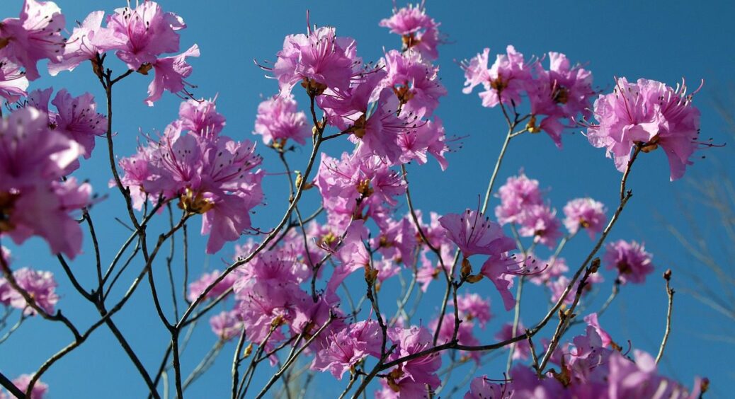 Зимові королеви: 3 квітки, які цвітуть прямо на снігу — маю найкращий сад на Новий рік 