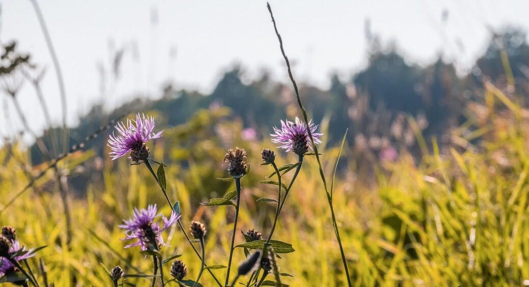 2 склянки попелу – і бур’яни зникли: навіть у занедбаному городі стало чисто 