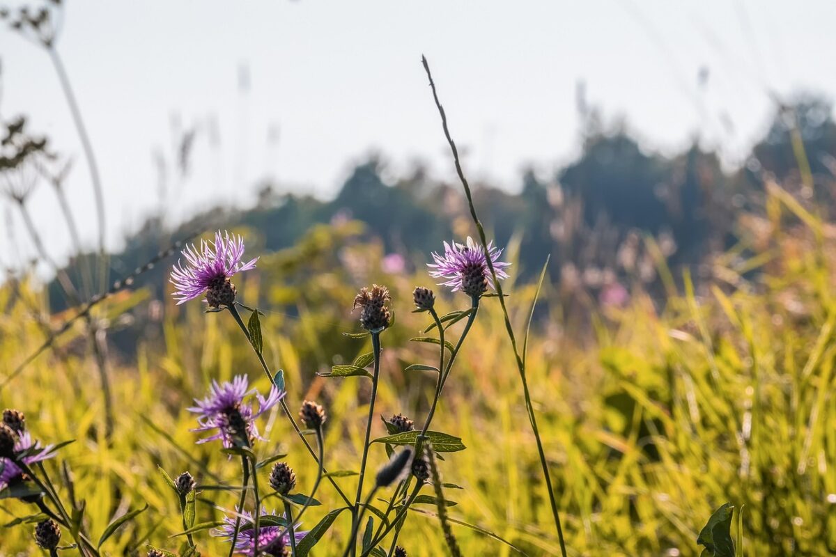 Як позбавитись від бур'янів за допомогою золи