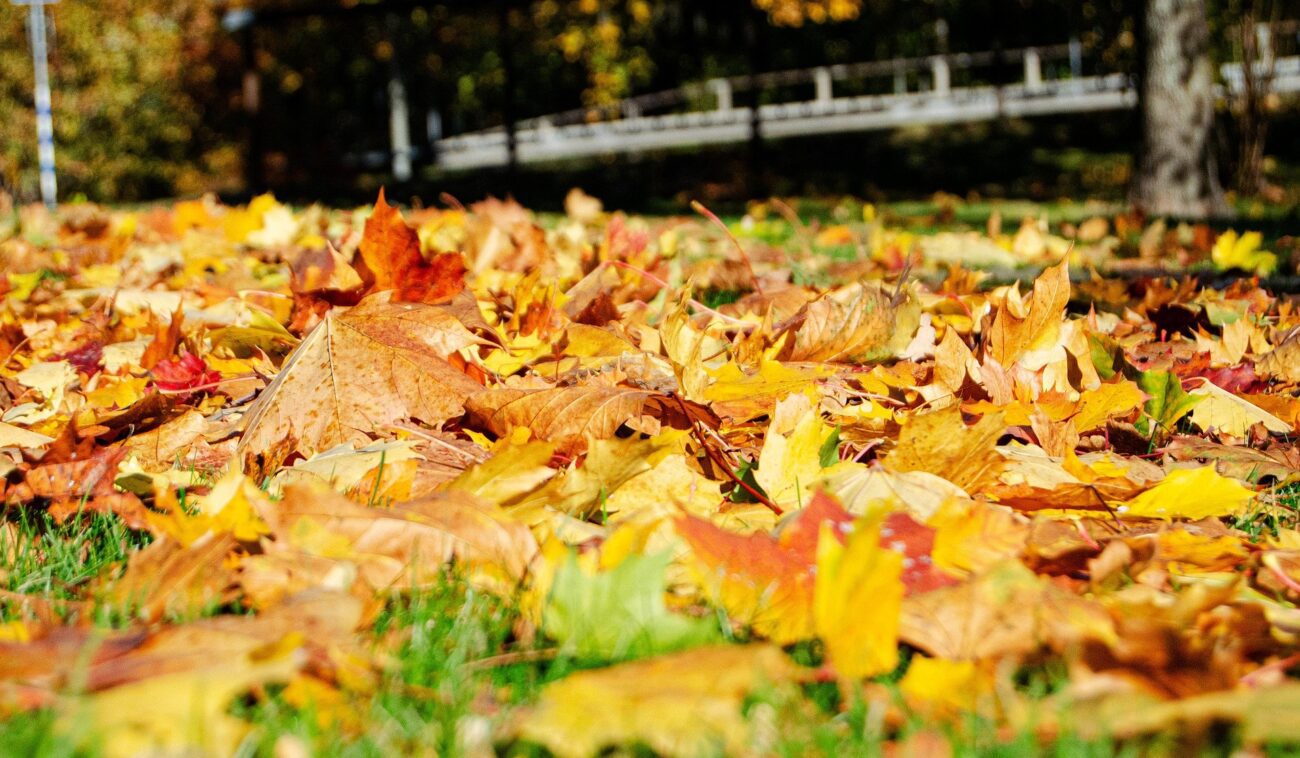 Городники розповіли, опале листя яких дерев не можна використовувати