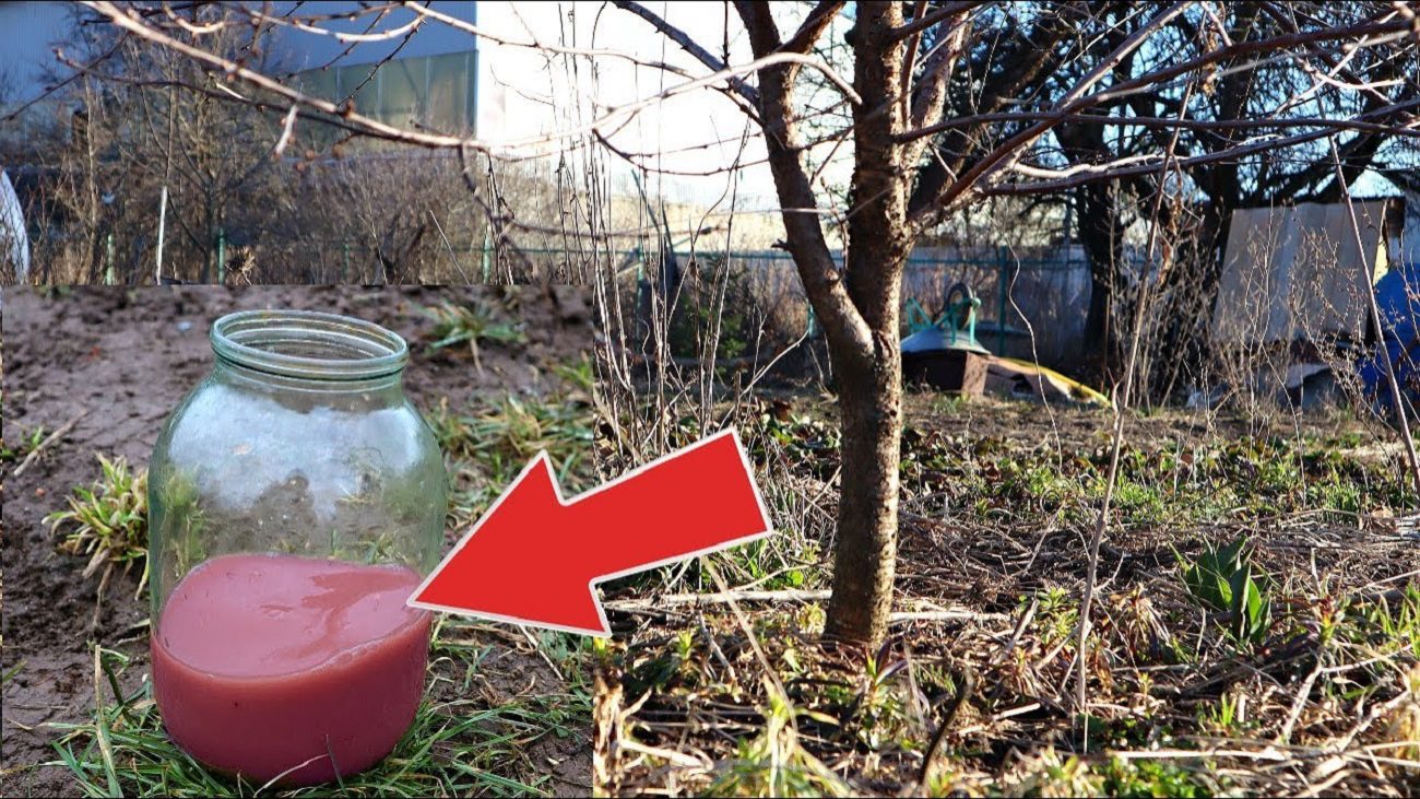 Садівники розповіли, яке добриво збільшує врожайність вишні і черешні вдвічі