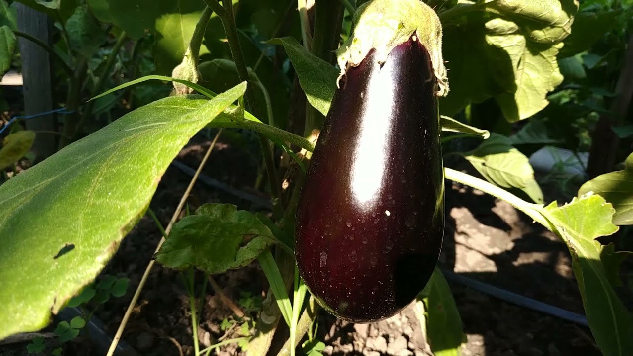 Які сорти баклажанів стали лідерами в 2025 році