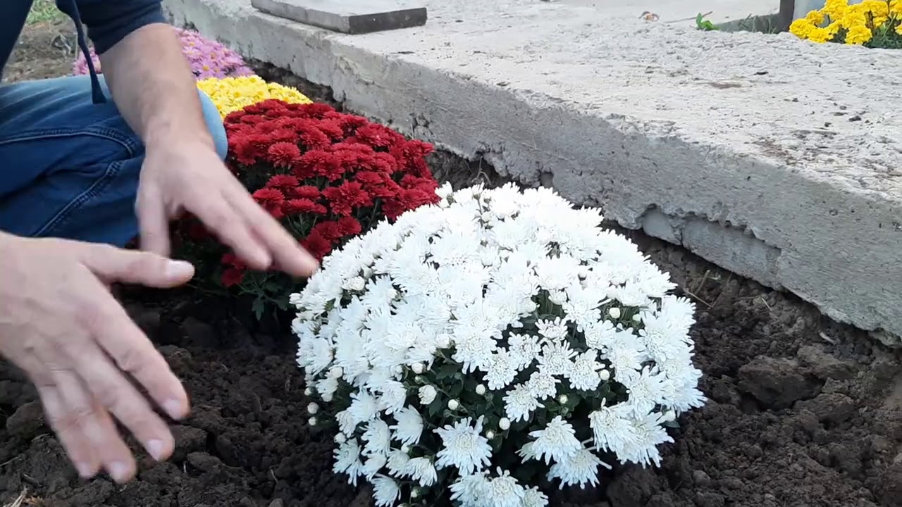 Як захистити хризантеми від морозів