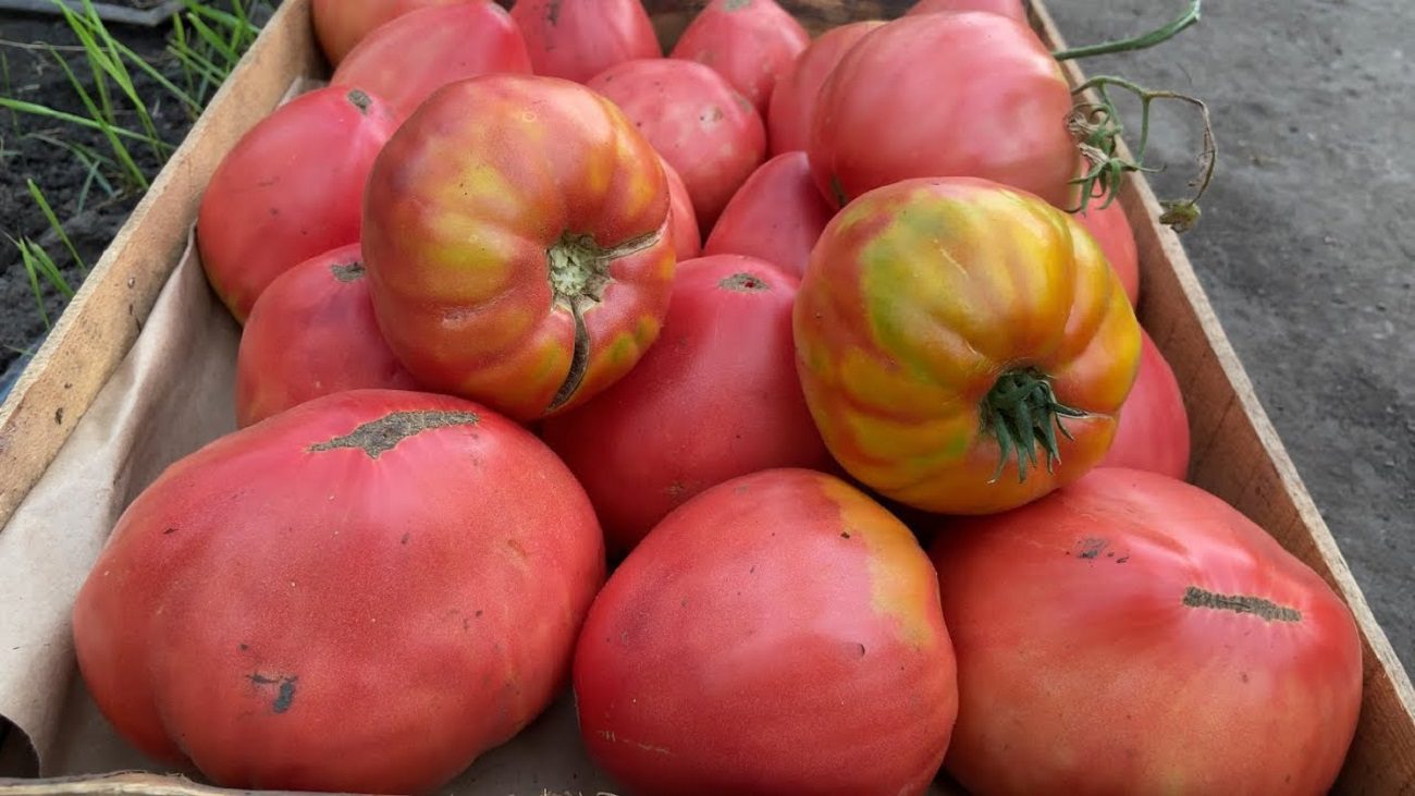 Садівники назвали сорт томатів, який дає гігантські плоди