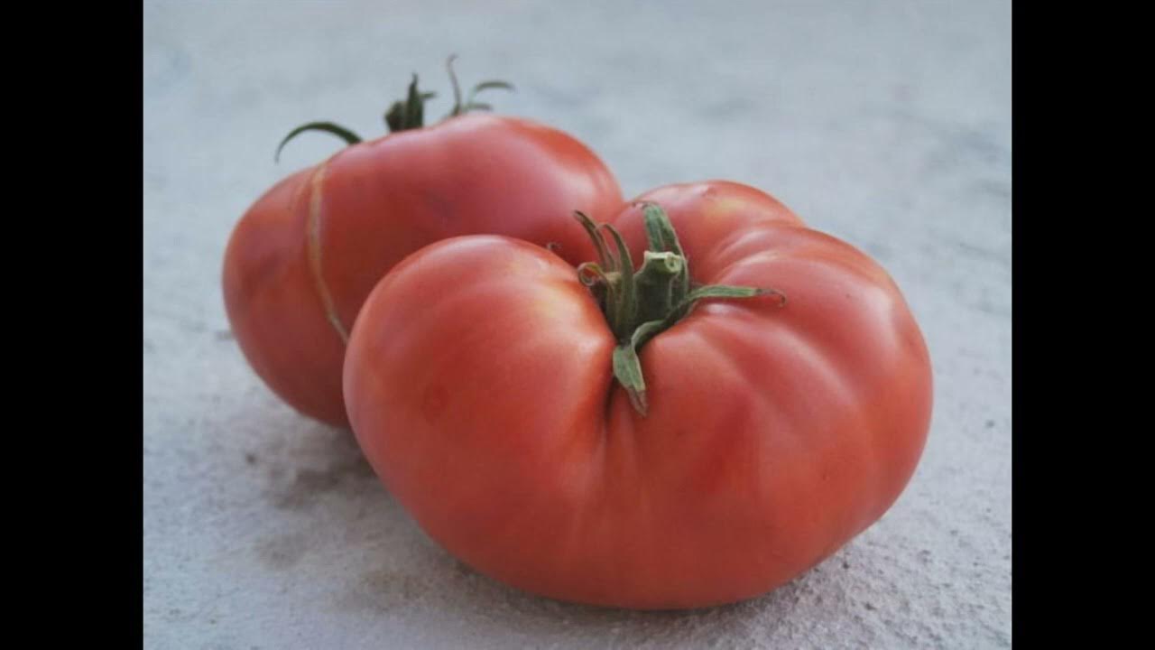 Агрономи назвали 3 сорти томатів, які не варто вирощувати