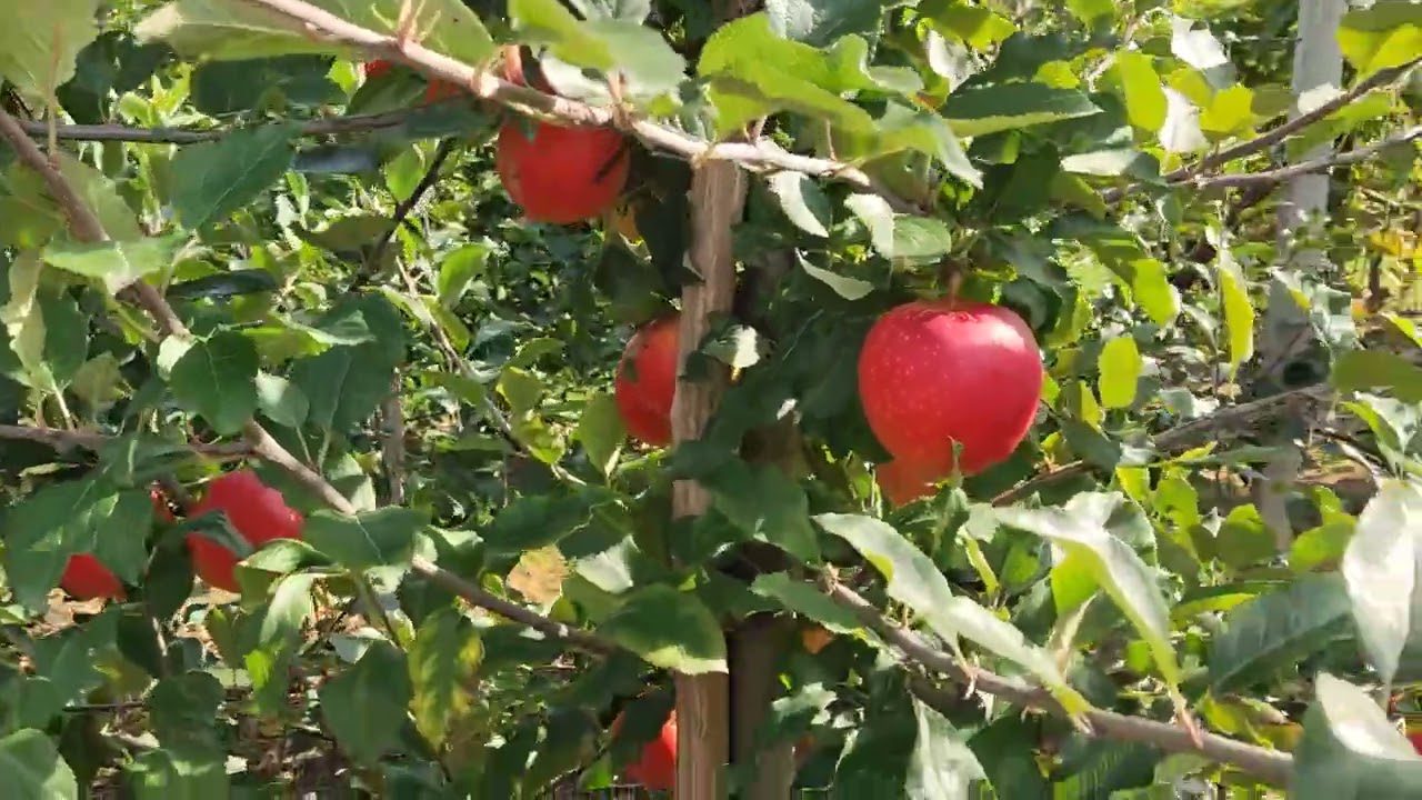 Агроном розповів, якої помилки припускається більшість городників