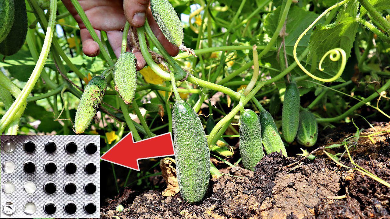 Ефективний народний засіб для стимуляції росту рослин