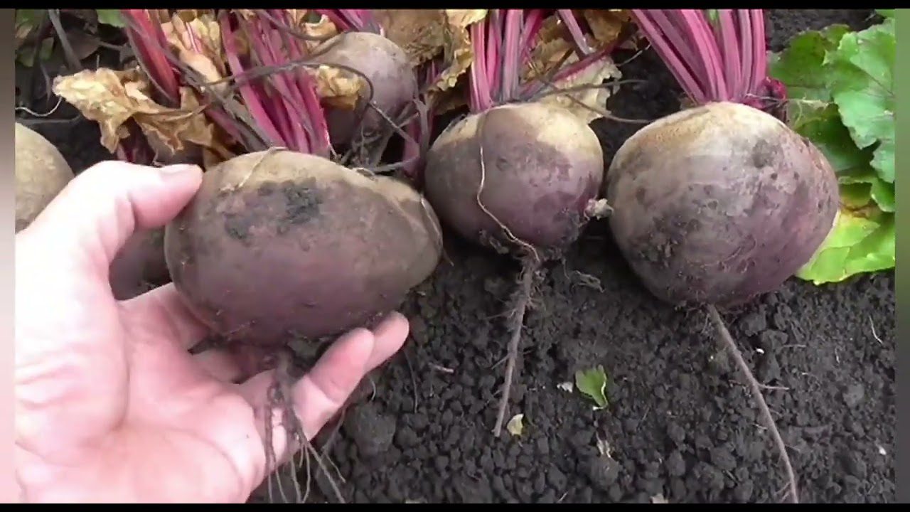 Найкращий сорт солодкого буряку