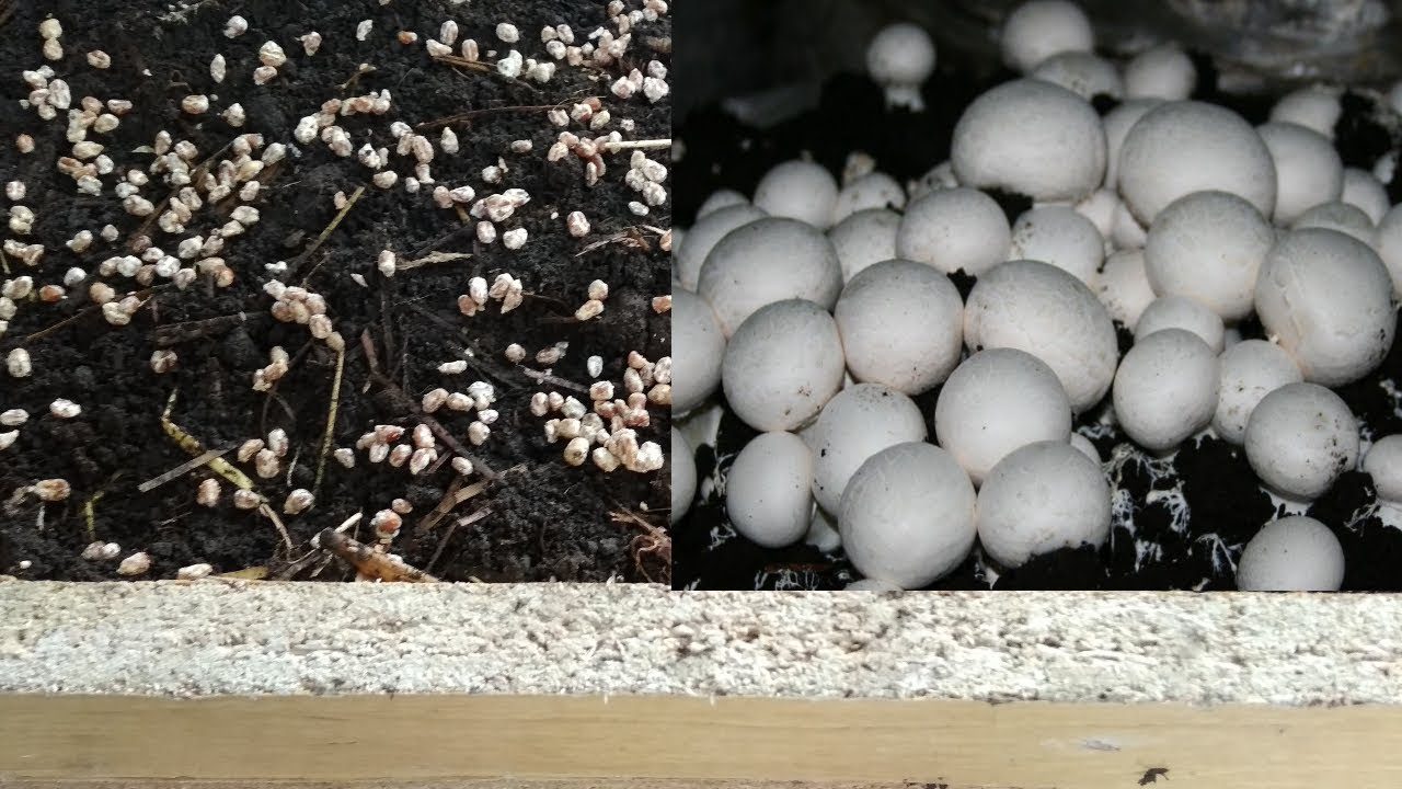 Як виростити печериці на дачі