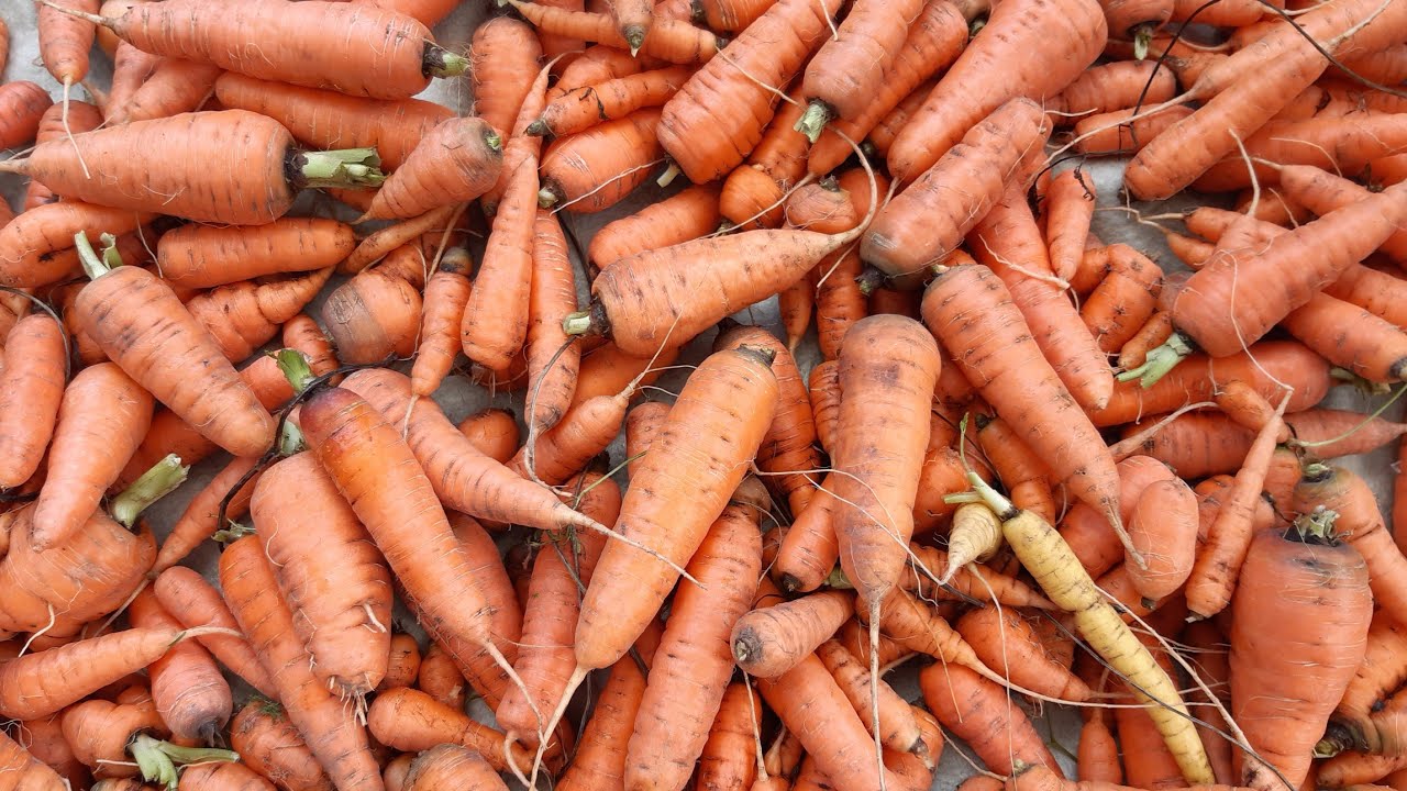 Найсолодші сорти моркви 2025