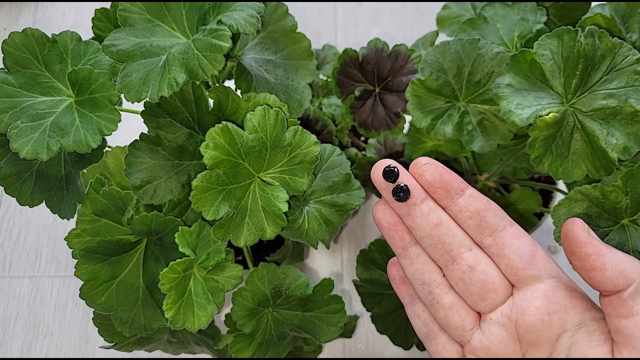 Ефективний народний засіб для стимуляції росту рослин