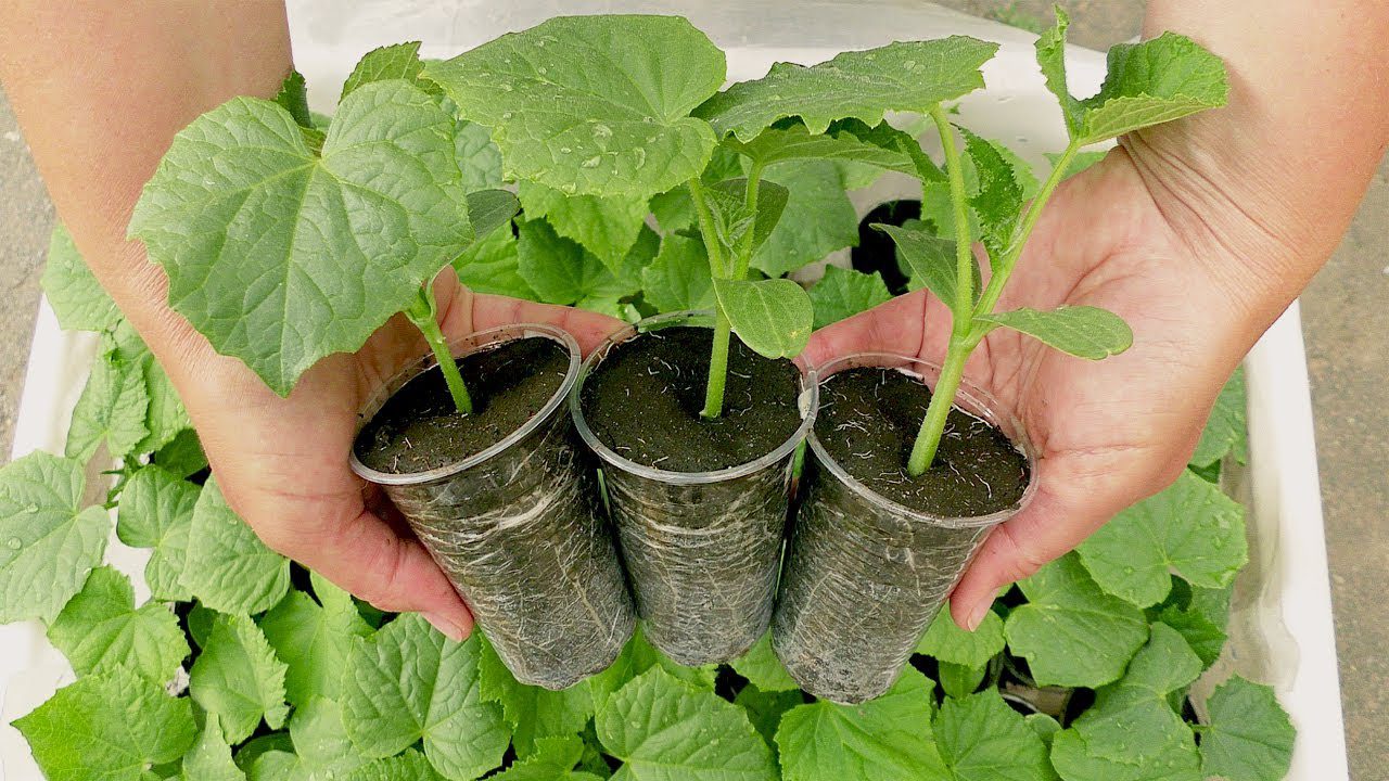 Рецепт поживного відвару для розсади