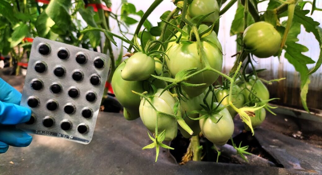 Магазинні стимулятори – казна-що у порівнянні з цим прийомом: 10 г на відро і вуаля! 