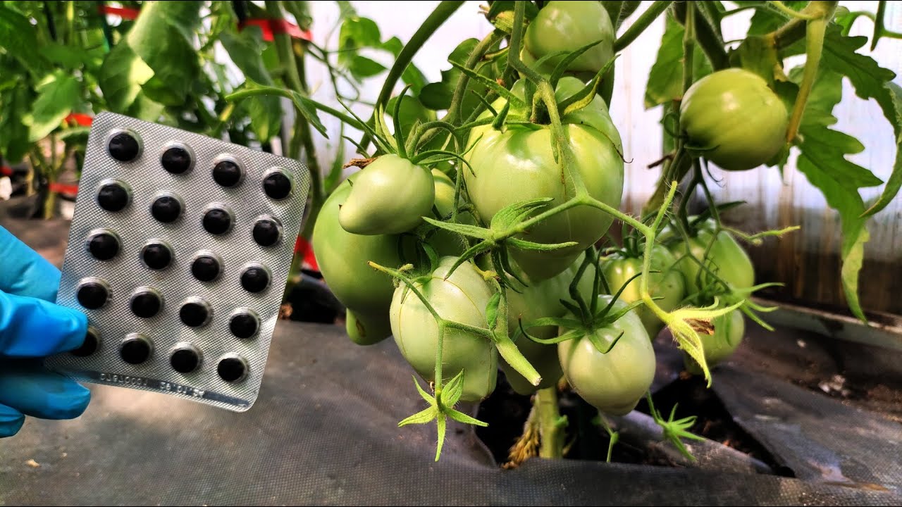 Ефективний народний засіб для стимуляції росту рослин