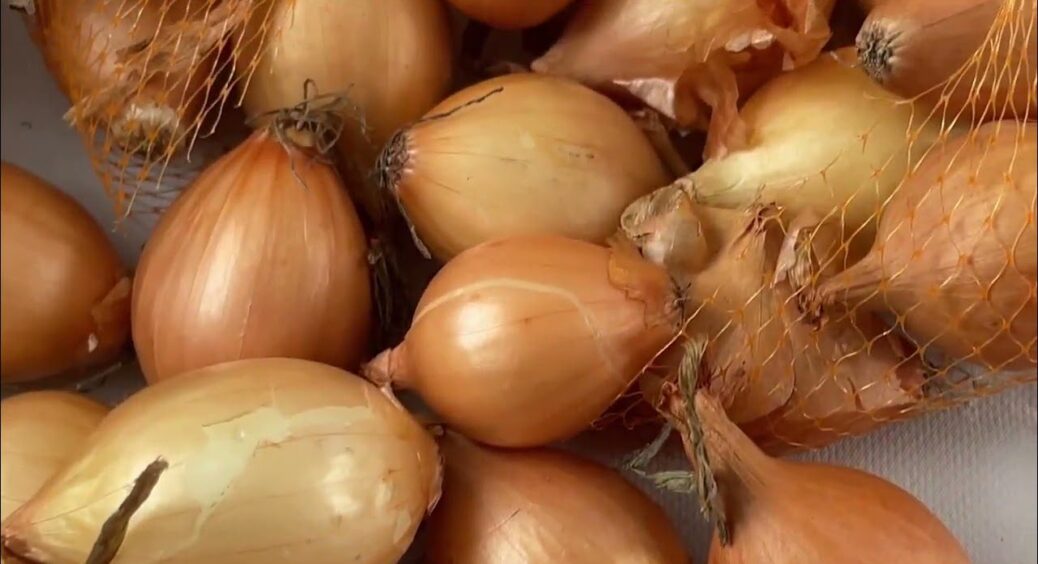 Не “Центуріон” і не “Стурон”: в 2025-му фермери обрали інший сорт цибулі №1 