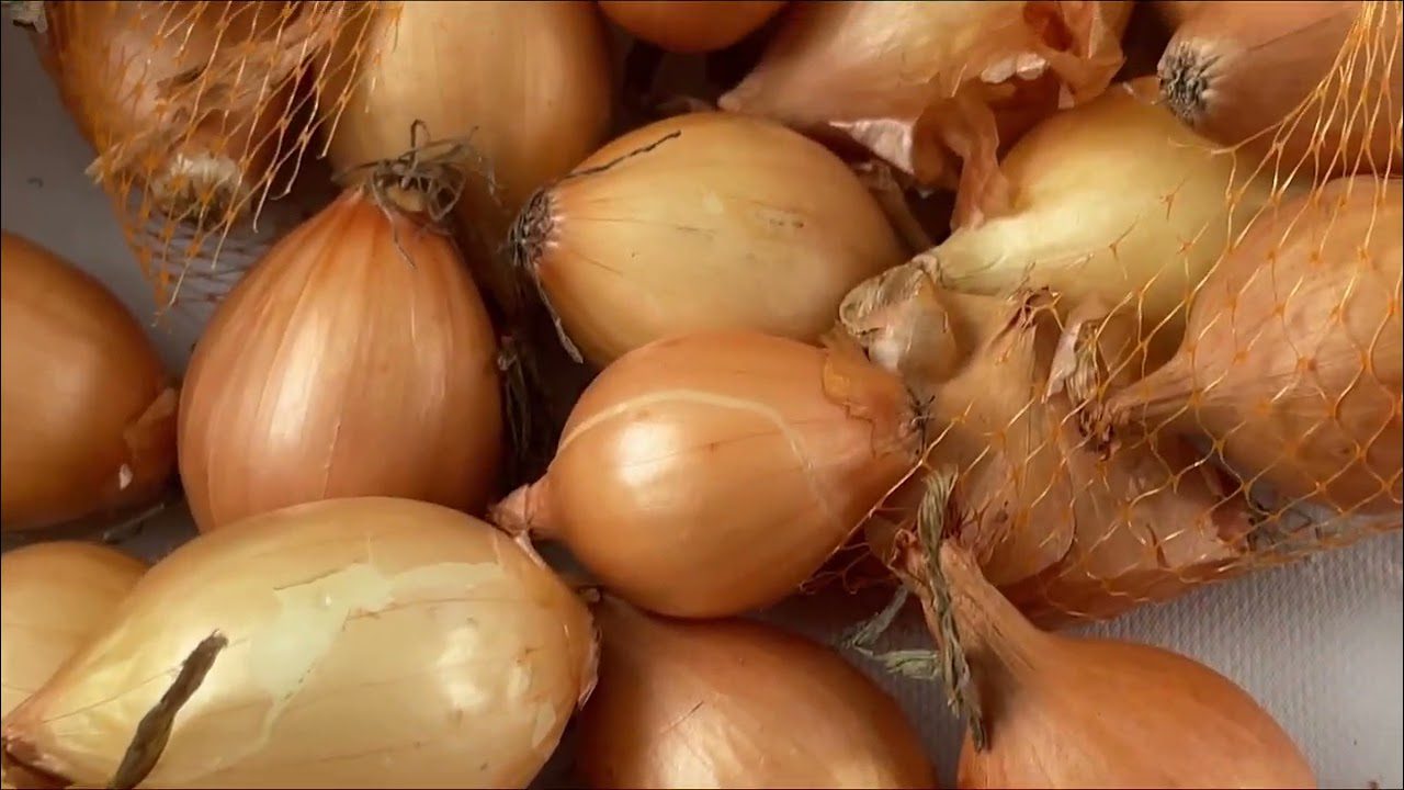 Сорт цибулі Золотиста