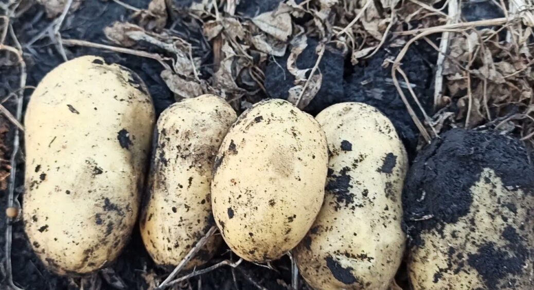 Не “Ред Скарлет” і не “Беллароса”: у 2025-му кулінари обрали інший сорт картоплі №1 за смаком 