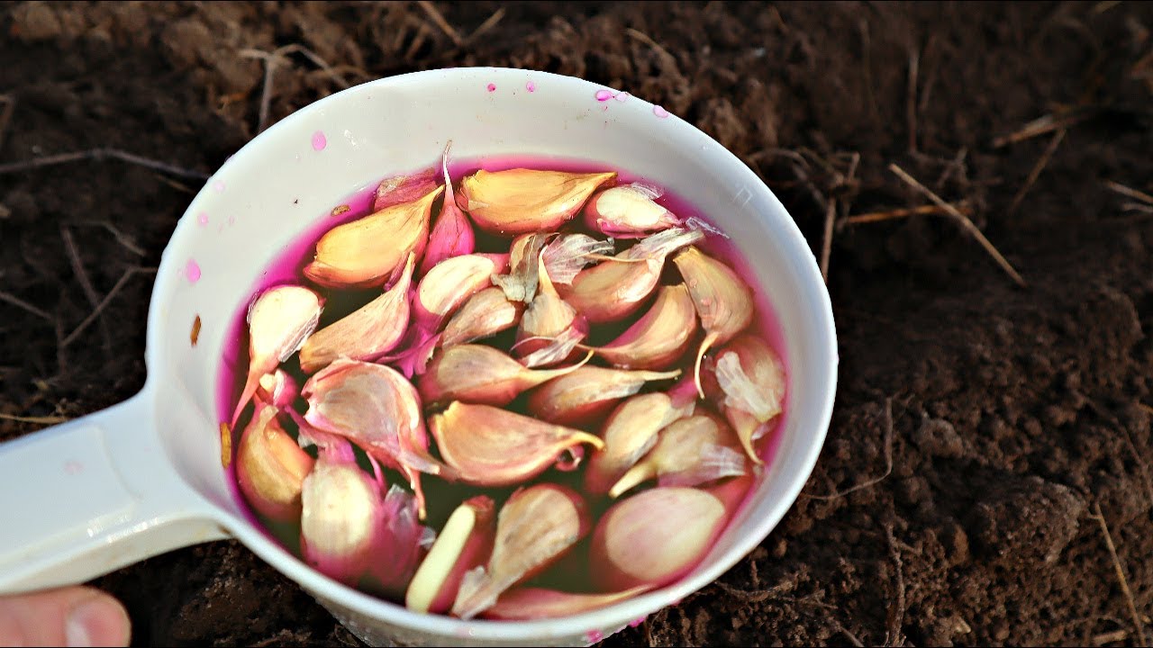 В якому розчині восени замочити озимий часник