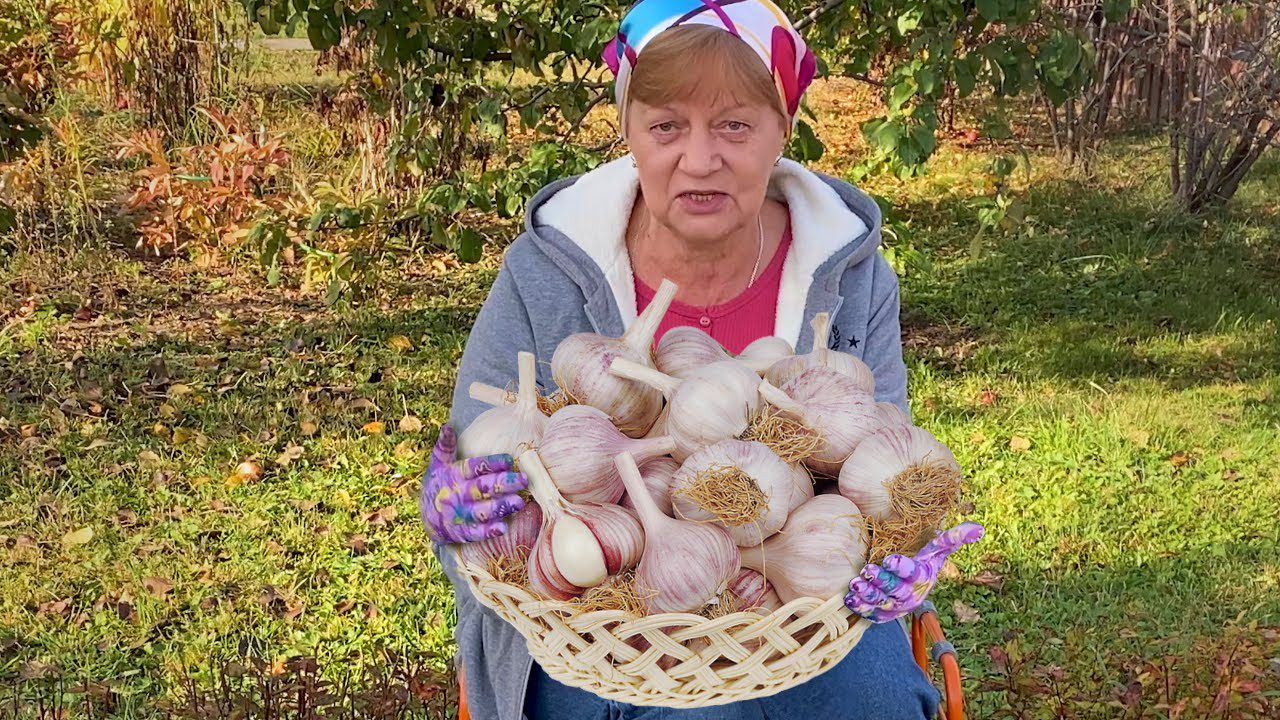 В якому розчині восени замочити озимий часник