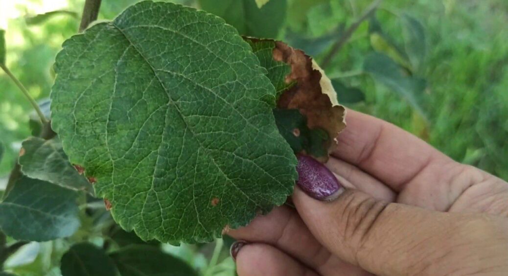 Парша на яблуні: ось ці 2 дії зробіть восени 2025 року – щоб в наступному році не мати проблем 