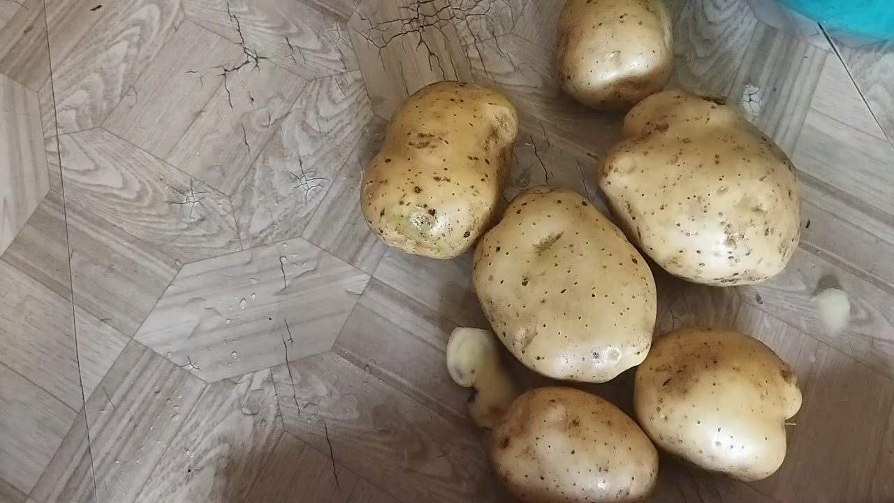 Сорт картоплі Рів'єра