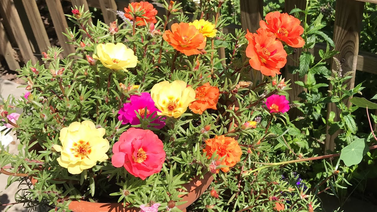 Які гербіциди допоможуть вивести з городу портулак