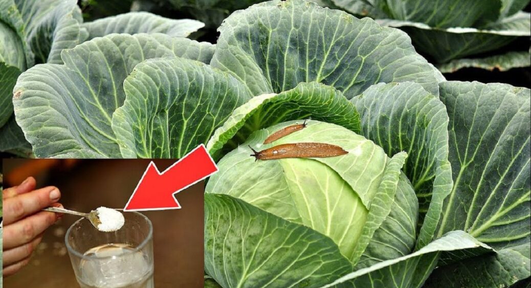 Без хімії й втрат урожаю: на Львівщині восени 2025 рятують капусту від слимаків одним поливом 