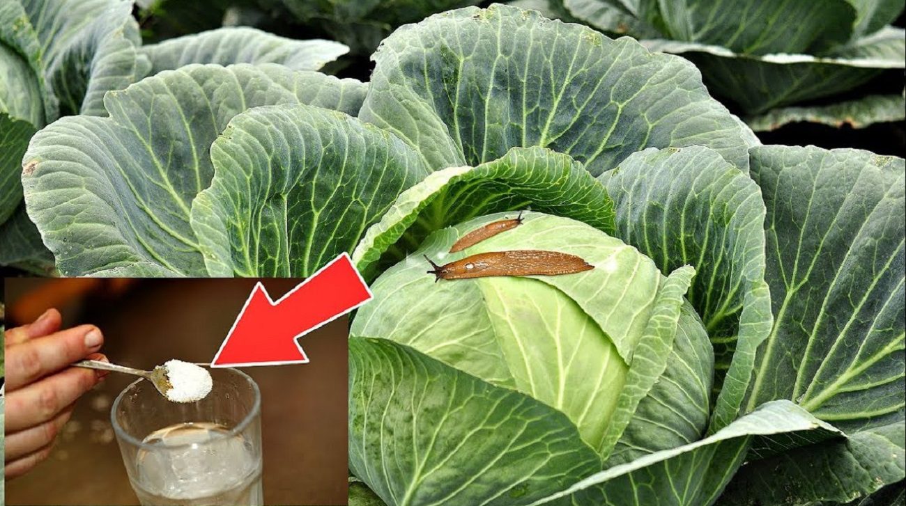 Експерти розповіли, чим обробити капусту від слимаків і гусені