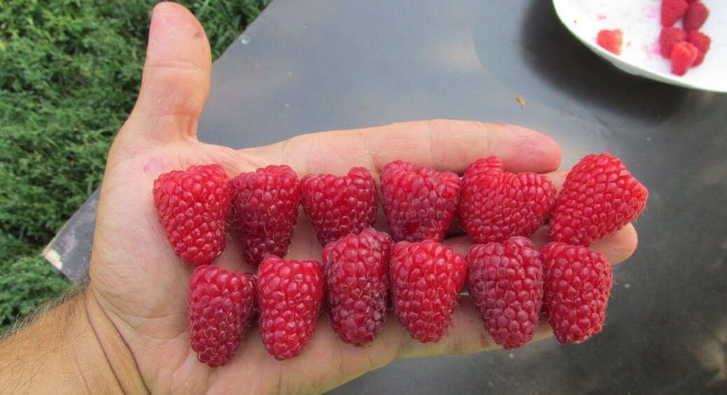 Малина розміру XXL: 3 прийоми для дуже доброго врожаю — ягоди попруть з “усіх щілин” 