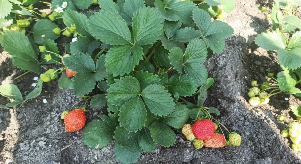 Ремонтантну полуницю так краще не обрізати: 2 помилки, через які врожай стає біднішим вдвічі 