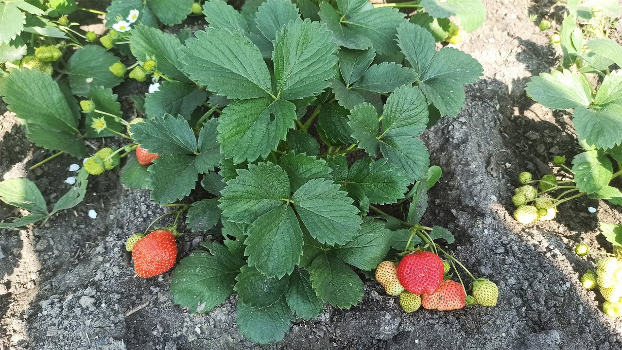 Помилки при обрізці ремонтантної полуниці восени