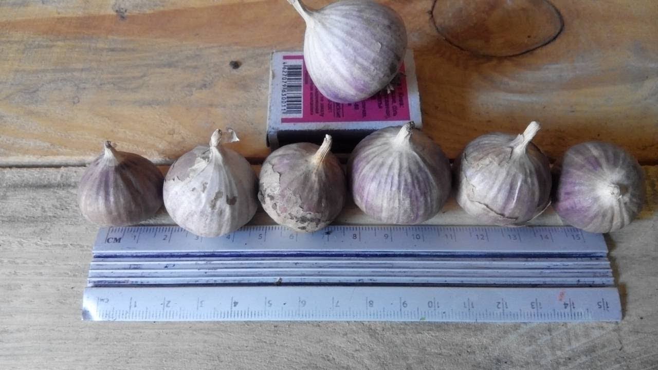 Сорт часнику Софіївський