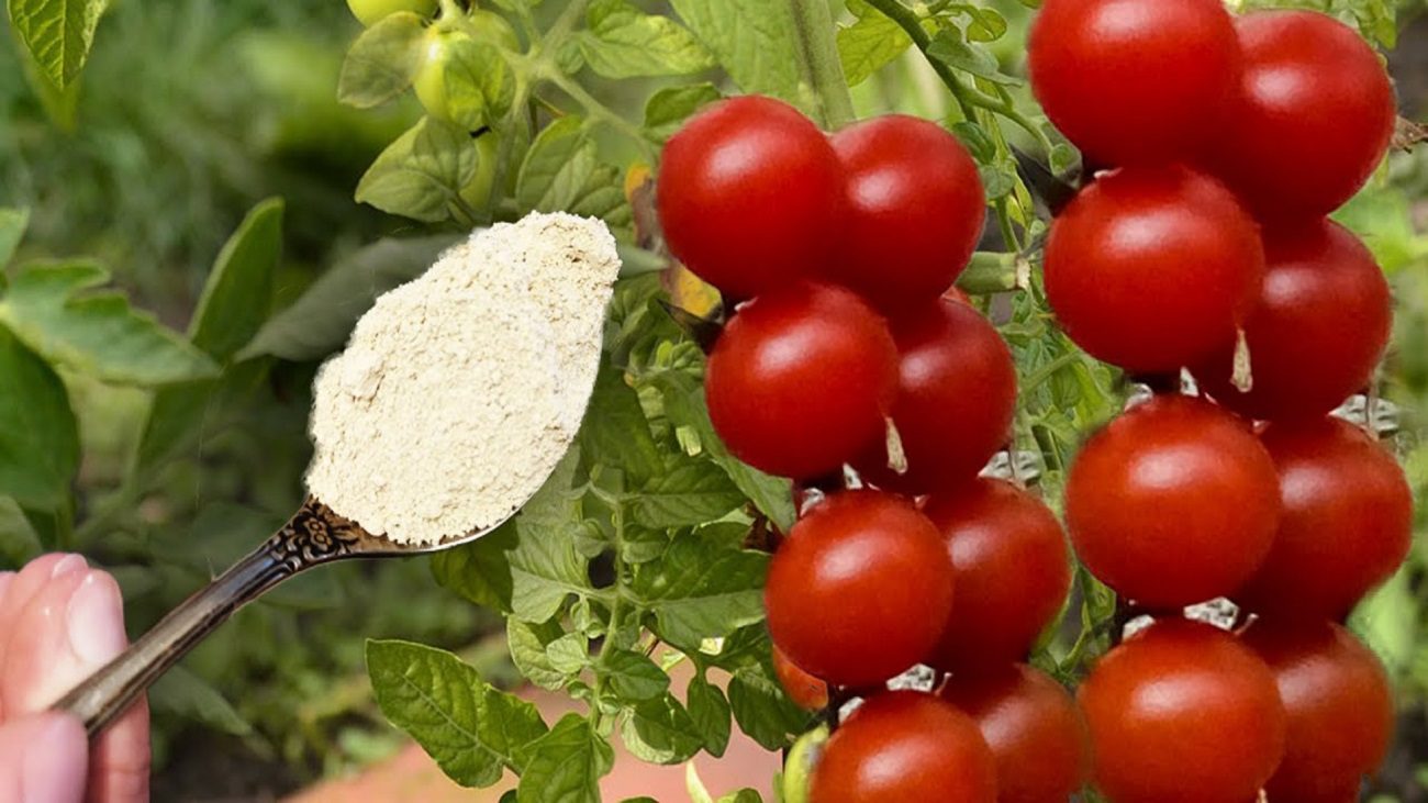 Агрономи розповіли, як збільшити врожайність помідорів вдвічі