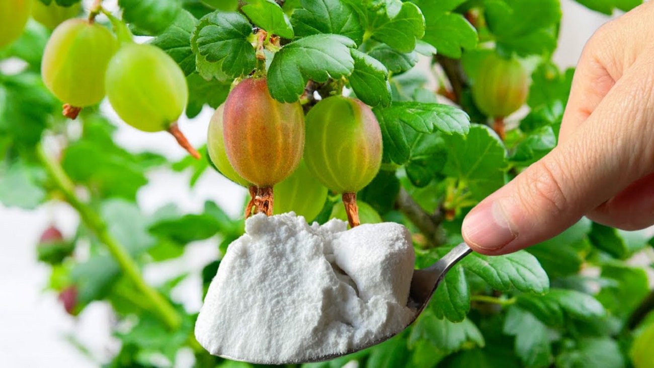 Садівники розповіли, чим підживити малину, смородину і аґрус в жовтні