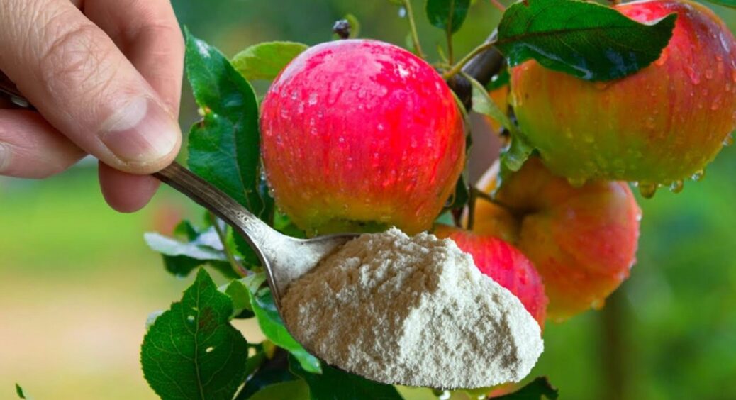 Даю оце яблуні під зиму навіть у сніг: урожай збільшується в 5 разів і “їсти” не просить 