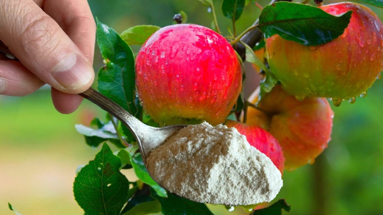 Садівники розповіли, як збільшити урожайність яблук вдвічі