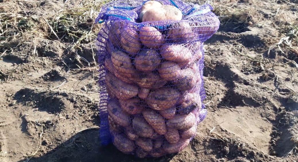 До 12 бульб з куща навіть у холод та дощ: ця картопля справжній рекордсмен – мрія городника 