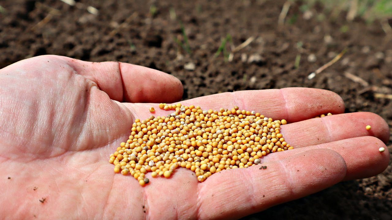 Як та навіщо сіяти гірчицю на грядки  восени