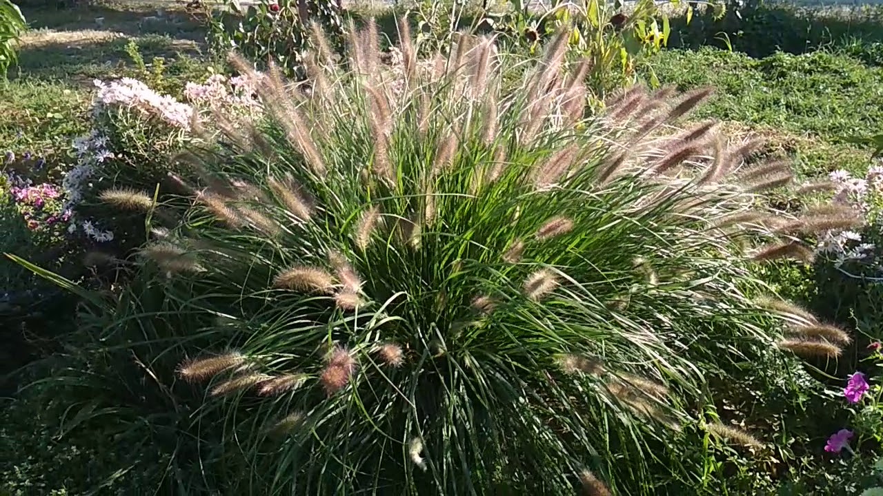 Рослини-паразити, які не можна саджати на городі