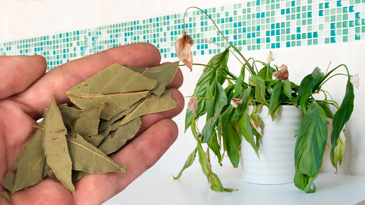 Навіщо закопувати в землю лавровий лист