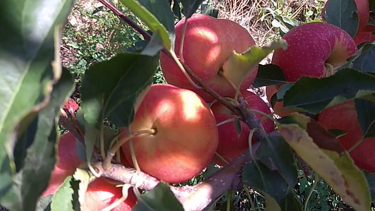 В чому переваги сорту яблук Гала перед Айдаред