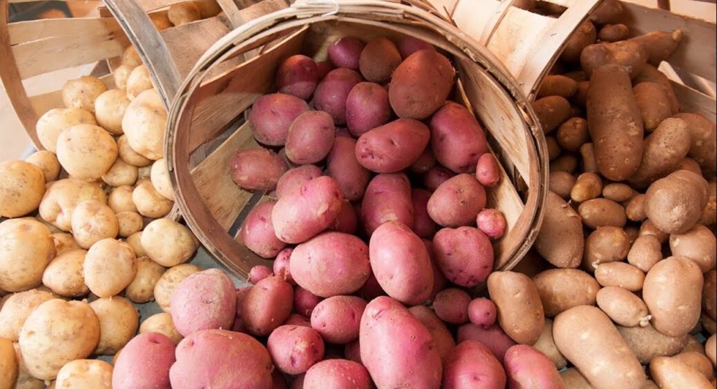 Кожної осені 20 років заправляю ґрунт тільки ЦИМ, а потім збираю тонни картоплі по 800 г 