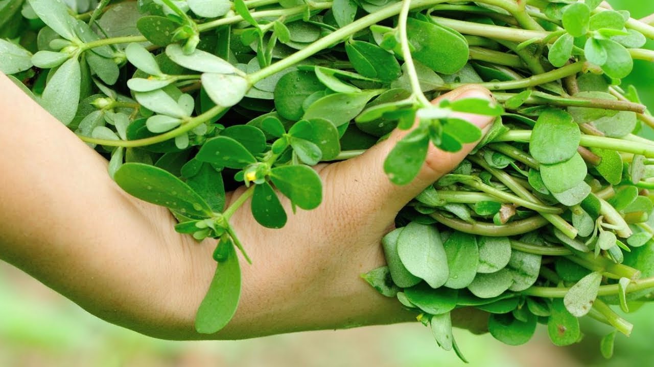 Які гербіциди допоможуть вивести з городу портулак