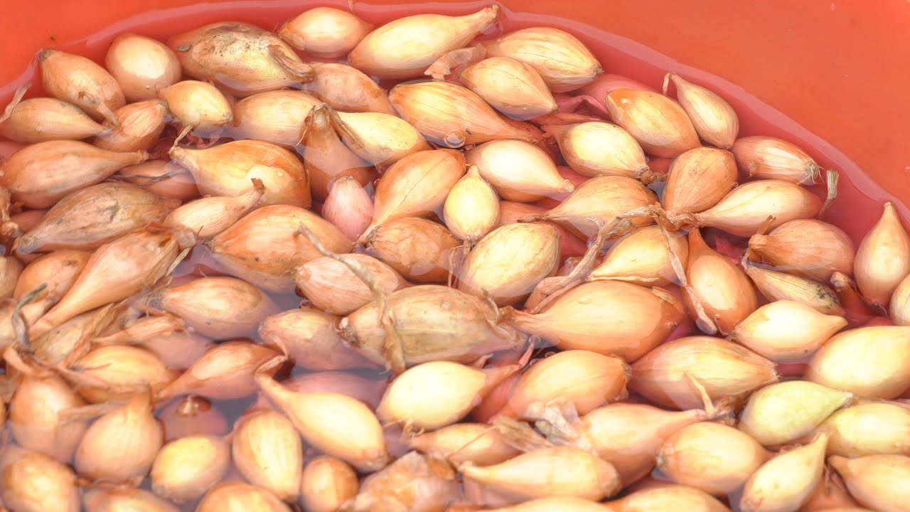 Помилка при посадці озимої цибулі